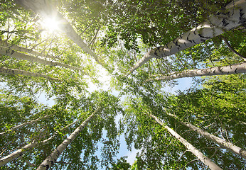 Image showing tops of birch trees and sun