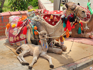 Image showing camel cub lying with mother