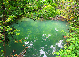 Image showing small lake in tropical thicket