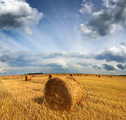 Image showing harvested bales of straw in field