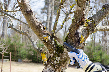 Image showing hand hold saw at the thick branches of dry tree 