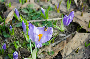 Image showing group of violet crocus bud and small fly on petal  