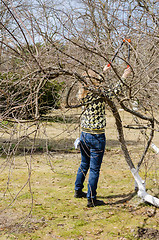 Image showing women with secateur between patuluos tree branches 