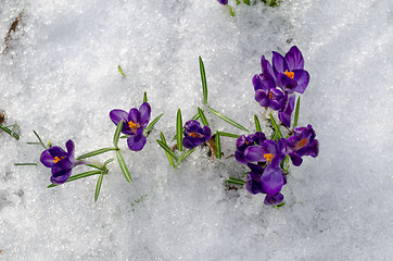 Image showing close up first spring violet crocuses on snow  