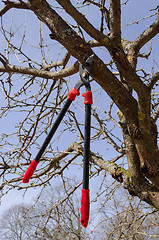 Image showing secateur hang on dry tree branch on sky background 