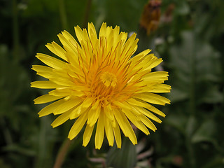 Image showing dandelion