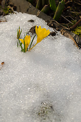 Image showing first spring crocus flowers erupted from snow 
