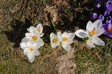 Image showing close up of white crocuses bud in garden earth 