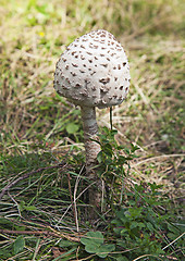 Image showing Poisonous mushroom