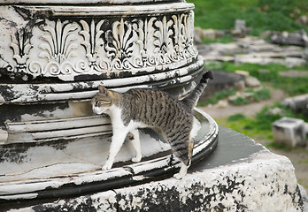 Image showing Cat in Ephesus