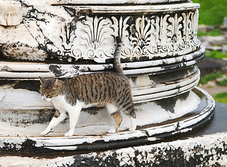 Image showing Cat in Ephesus