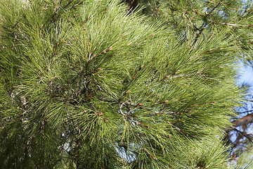 Image showing Conifer branches texture