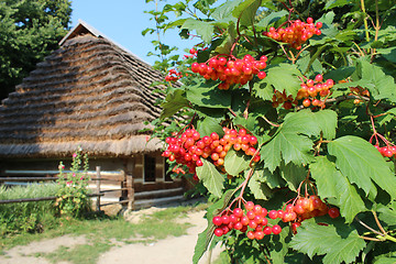 Image showing clustered red guelder-rose besides old rural house