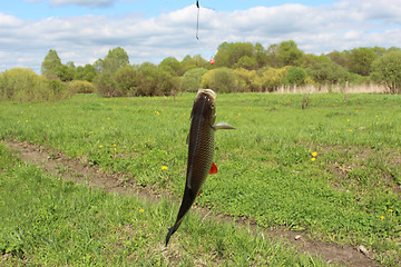 Image showing beautiful caught chub on the hook