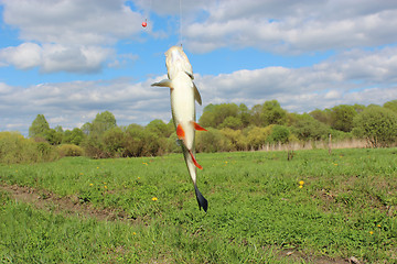 Image showing beautiful caught chub on the hook