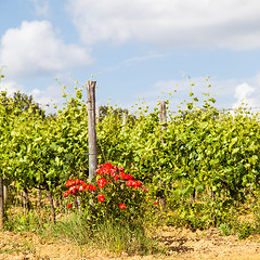 Image showing Tuscany Wineyard