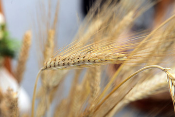 Image showing Wheat