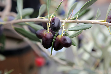 Image showing Branch of black olives