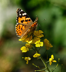 Image showing Painted lady butterfly