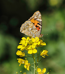 Image showing Painted lady wing markings