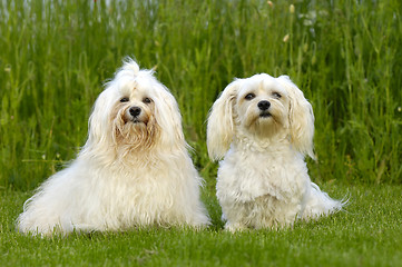 Image showing Two dogs on grass