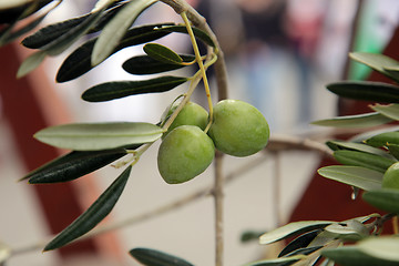 Image showing Branch of green olives