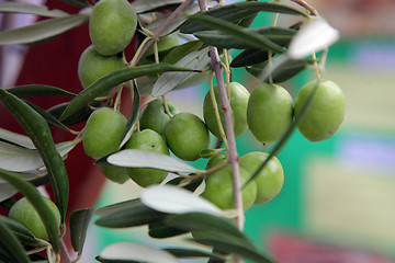 Image showing Branch of green olives