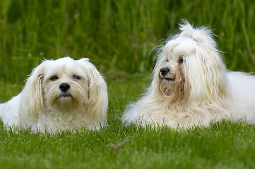 Image showing Dogs resting on grass