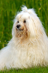 Image showing Dog on green grass