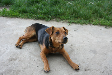 Image showing Mongrel dog