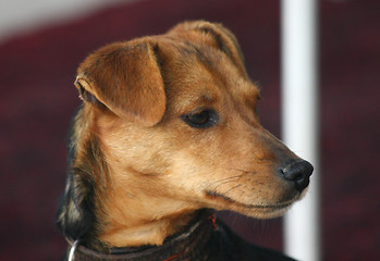 Image showing Portrait of mongrel dog