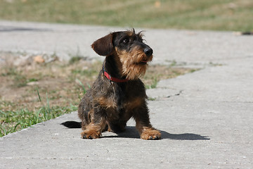 Image showing Coarse haired dachshund