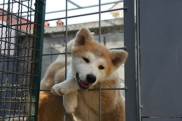 Image showing Akita Inu