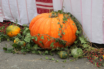 Image showing Thanksgiving Pumpkin Scene