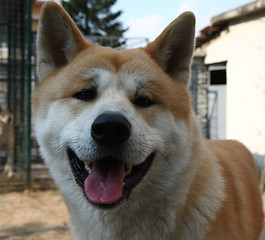 Image showing Akita Inu