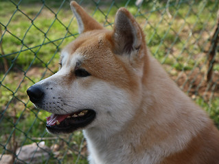 Image showing Akita Inu