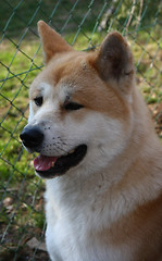 Image showing Akita Inu