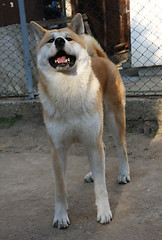 Image showing Akita Inu