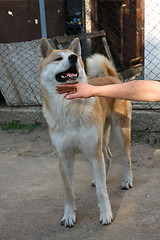 Image showing Akita Inu