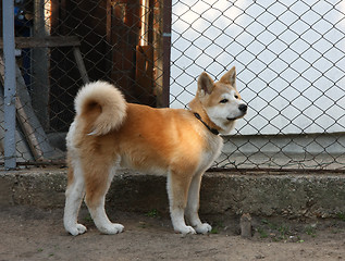 Image showing Akita Inu