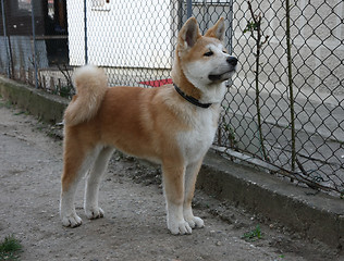 Image showing Akita Inu