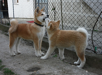 Image showing Akita Inu