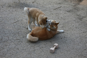 Image showing Akita Inu