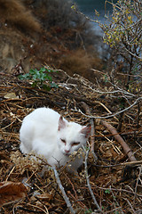 Image showing White Cat