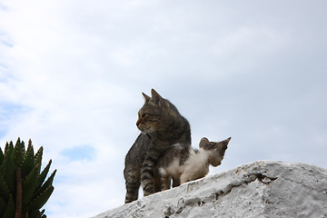 Image showing Cats on the wall