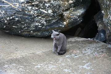 Image showing Angry cat