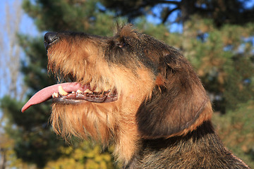 Image showing Coarse haired dachshund