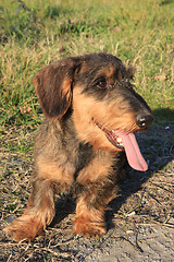 Image showing Coarse haired dachshund