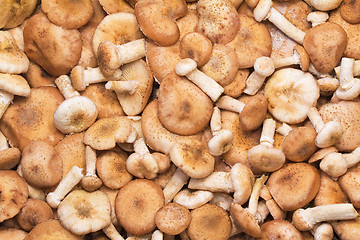 Image showing A large number of fungi honey fungus.