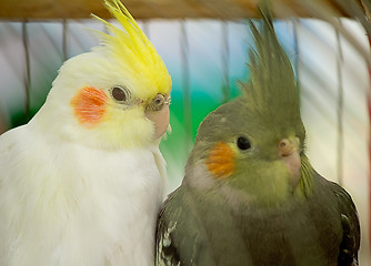 Image showing Two parrot in a cage.